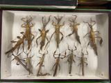 a lot of bugs that are in a box together