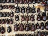 a lot of beetles that are on display on the wall