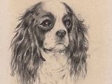drawing of a black and white drawing of a dog ' s face