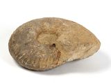 une image représentant une roche fossilisée sur une surface blanche
