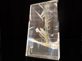 la photo d'une photo représentant un oiseau dans une vitrine