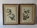 two framed pictures of birds and flowers on a white wall