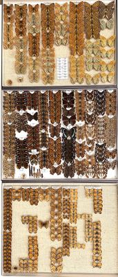 a lot of different types of shells in a display case