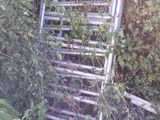 une échelle posée au milieu des buissons
