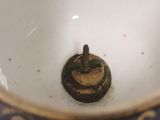 a close up of a bowl with a handle on it