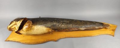 un poisson posé sur un morceau de bois