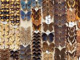 many different types of butterflies on display in a display case