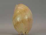 an image of a shell on a white surface