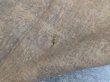 a spider crawling on a piece of wood on the ground