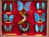 many different butterflies in a display in a wooden frame