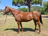 un cheval brun qui se tient debout dans l'herbe