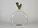un petit cactus dans un vase transparent sur fond blanc