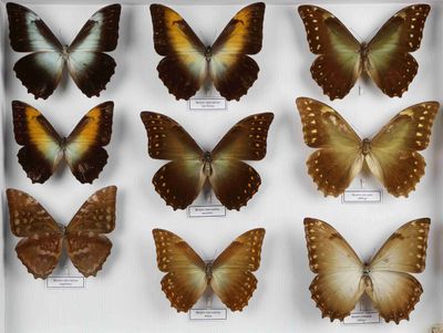de nombreux types de papillons exposés dans une vitrine