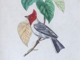 painting of a bird sitting on a branch with a butterfly in the background
