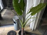a plant that is sitting in a pot on the floor