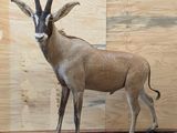 a stuffed antelope standing on a rug in front of a wooden wall