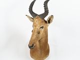 a deer head with large horns on a white background
