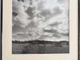 photographie en noir et blanc d'un champ de coton sous un ciel nuageux