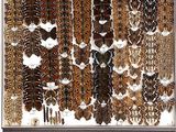 a lot of different types of shells in a display case