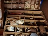 a drawer full of seashells in a room