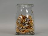 a glass jar filled with a lot of small snakes