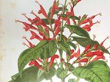 an old print of a plant with red flowers and green leaves