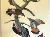 many birds that are sitting on the branches of a tree