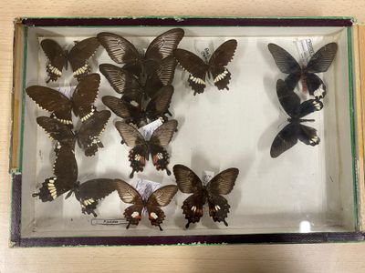 many butterflies in a glass box on a table