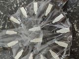 they are wrapped in plastic and ready to be used as a cake