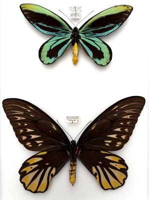 two butterflies are shown in a display case on a white surface