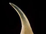 a glass sculpture of a long horn on a purple surface