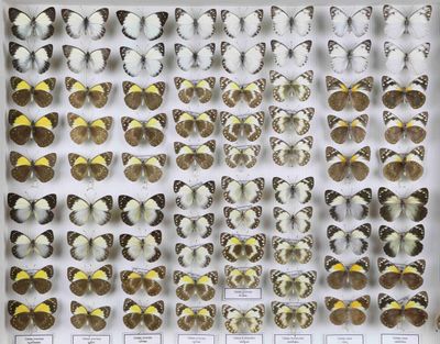 de nombreux types de papillons différents présentés dans une vitrine