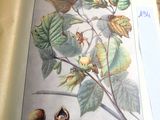 une photo d'un livre sur lequel figurent des feuilles et des noix