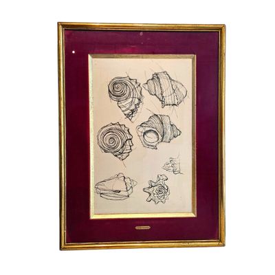 drawing of shells and fish in a gold frame on a white background