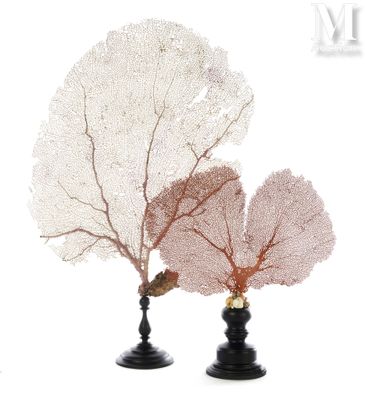 two vases that have some type of coral in them