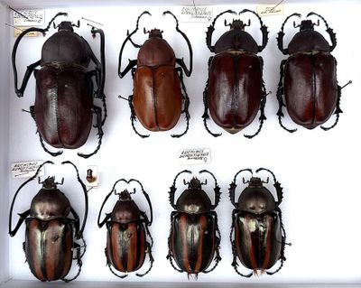 six beetles in a white box with labels on each of them