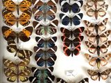 many different types of butterflies displayed in a display case