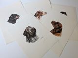 quatre cartes sur lesquelles sont dessinés des chiens, posées sur une table