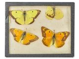 three yellow and brown butterflies in a black frame on a white surface