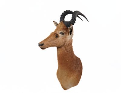 a deer head mounted on a wall with a long horn
