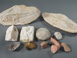several different types of rocks and shells on a gray surface
