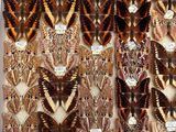 many different types of moths displayed in a display case
