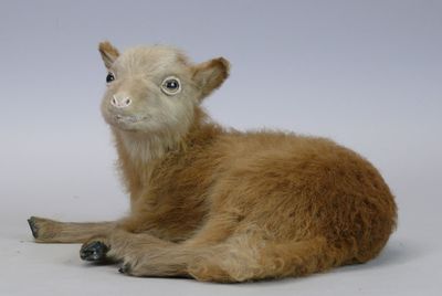 [Taxidermie] Agneau d’Ouessant couché Ovis aries