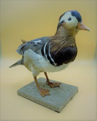 un petit oiseau perché sur un bloc de pierre