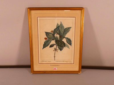 an old framed picture of a plant with green leaves and red berries