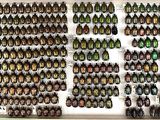 a lot of beetles on display in a display case