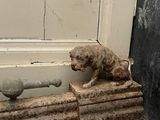a statue of a dog on a ledge next to a door
