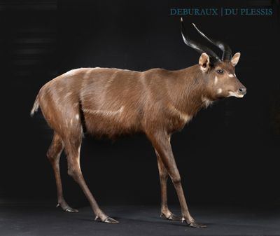 a picture of a goat that is standing in the dark
