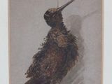 painting of a bird with a long beak on a white background