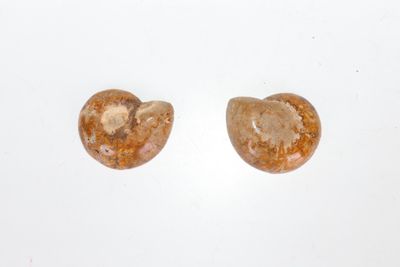 MINERALOGIE Une petite amonite complète en deux parties.